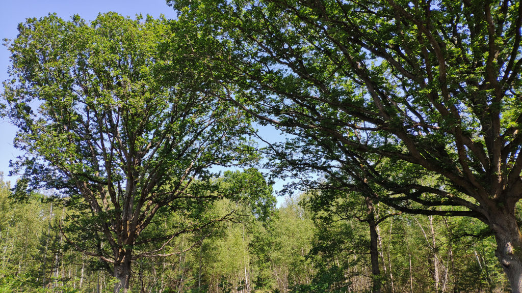 Forêt de Rougeau